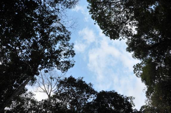 A floresta ao redor da cachoeira da Pedra Furada, em Presidente Figueiredo - AM
